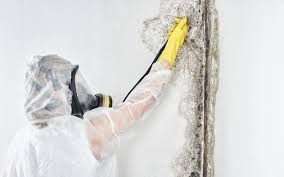 Mold Remediation for Rental Properties in Loxahatchee Groves, FL